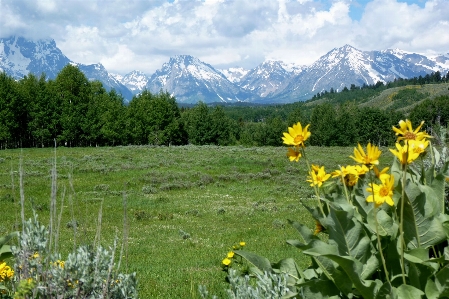 Landscape wilderness mountain plant Photo