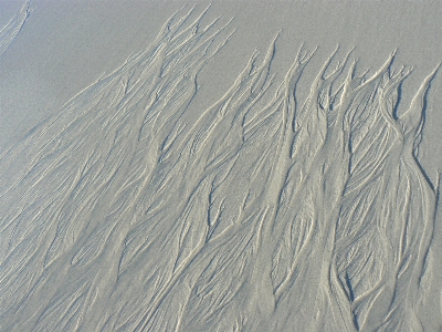 Sea coast sand wing Photo