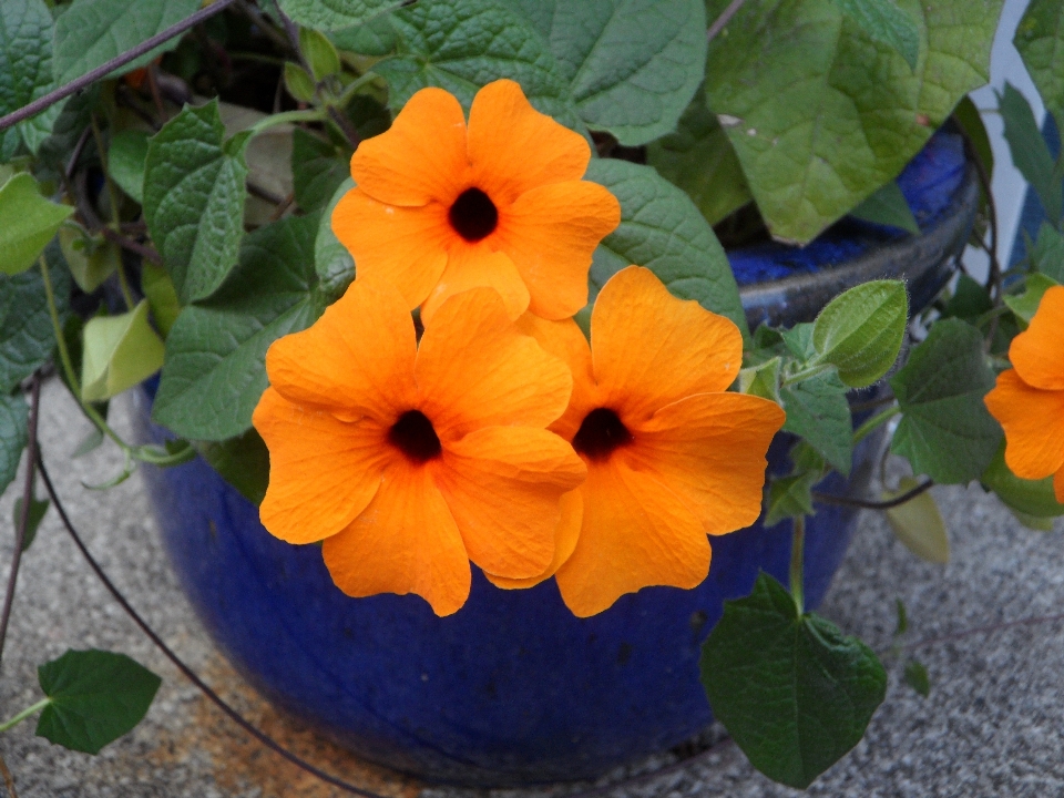 Florecer planta hoja flor