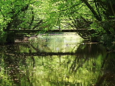 Landscape tree water nature Photo