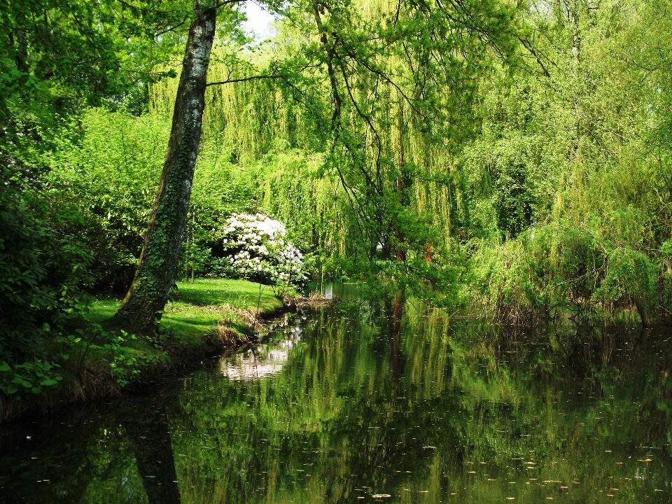 Landscape tree water nature