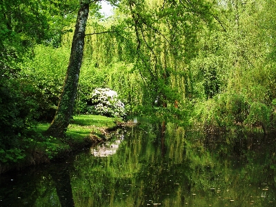 Landscape tree water nature Photo