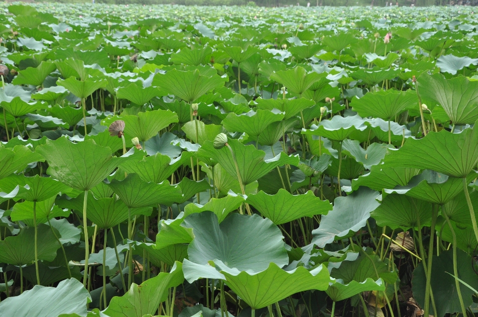 Pohon tanaman bidang daun