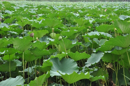 Foto Pohon tanaman bidang daun