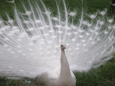 Photo Nature herbe oiseau aile