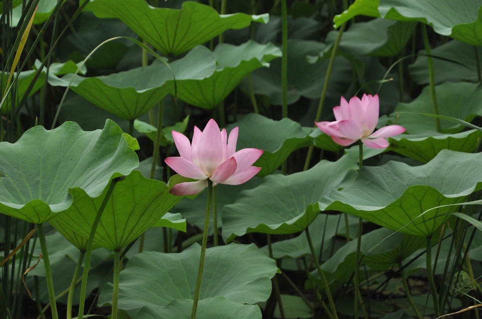 植物 花 花弁 植物学
