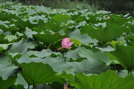 Plant leaf flower petal Photo