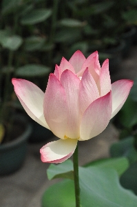 植物 花 花弁 植物学
 写真