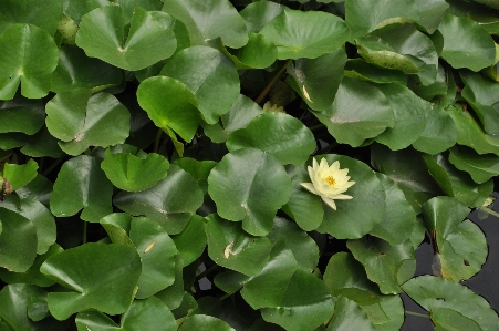 Foto Alam rumput tanaman daun