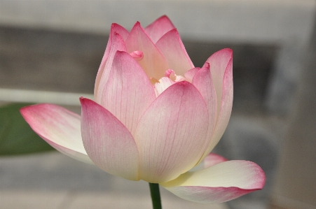 Foto Planta flor pétalo rosa