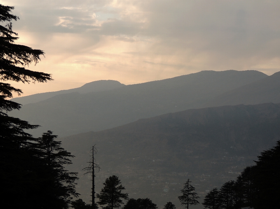 Paesaggio albero natura foresta