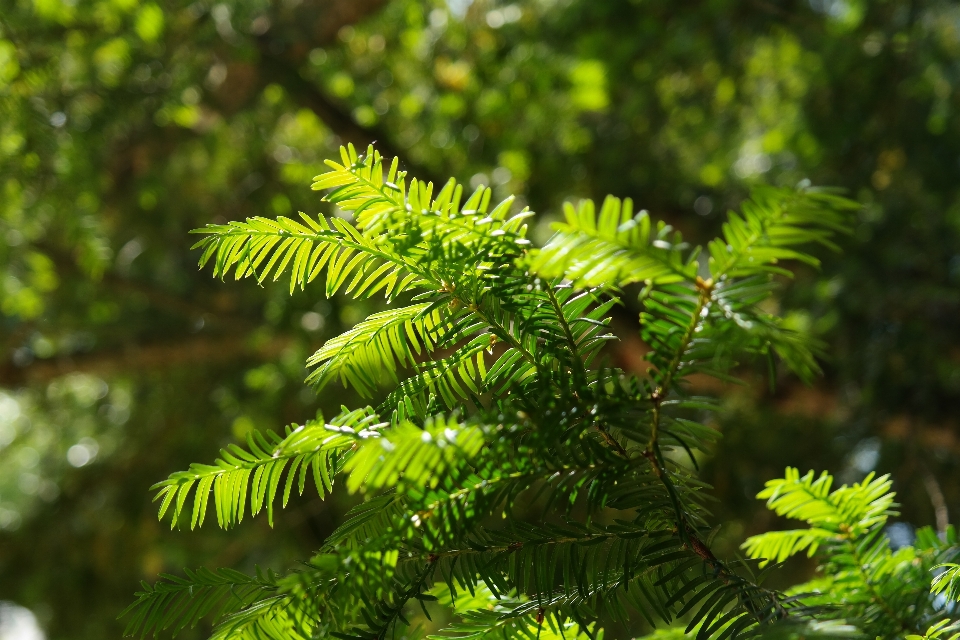 Arbre forêt bifurquer usine