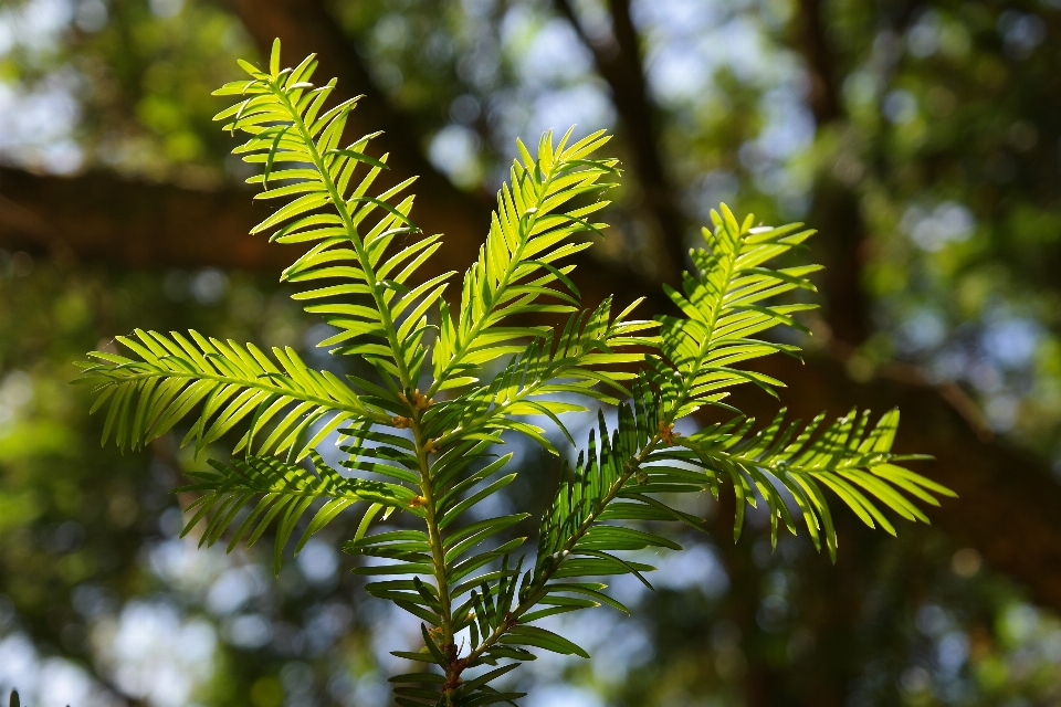 Baum natur wald zweig