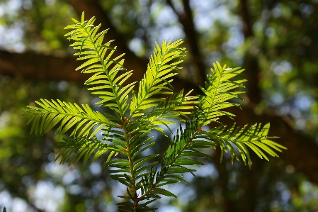 Tree nature forest branch Photo