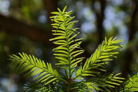 Tree nature forest branch Photo