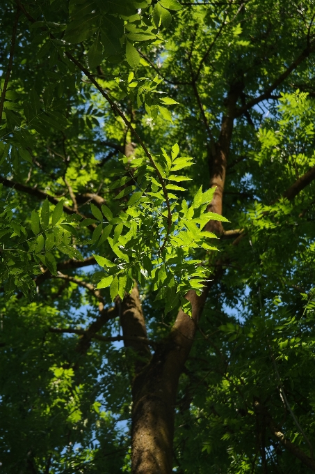 Pohon alam hutan cabang