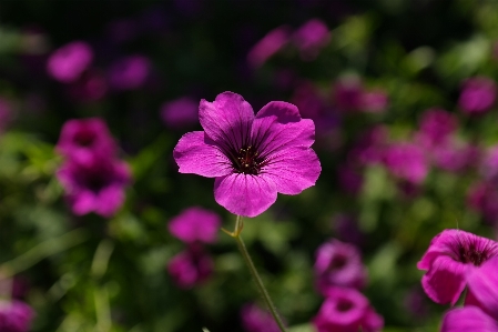 Blossom plant flower purple Photo