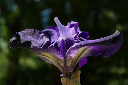 Nature blossom plant flower Photo