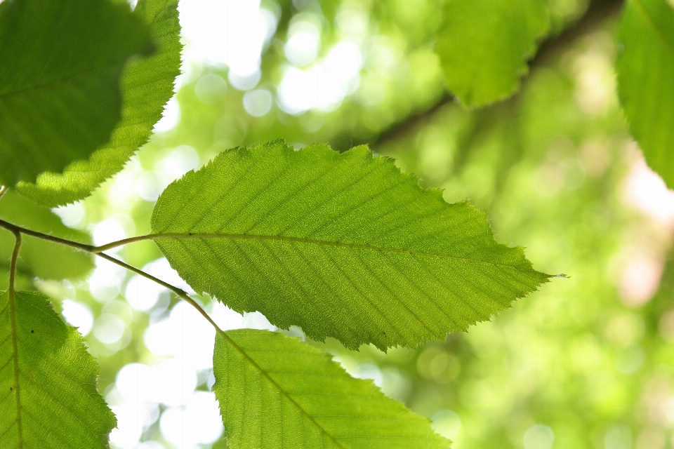 Baum zweig anlage sonnenlicht