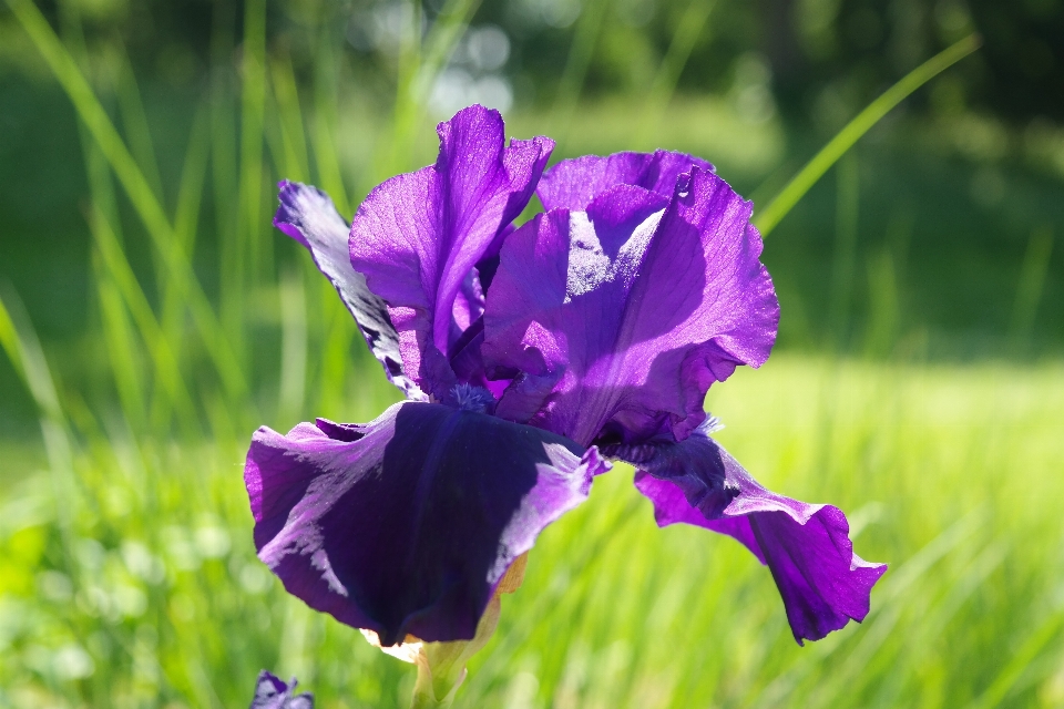 Nature blossom plant meadow