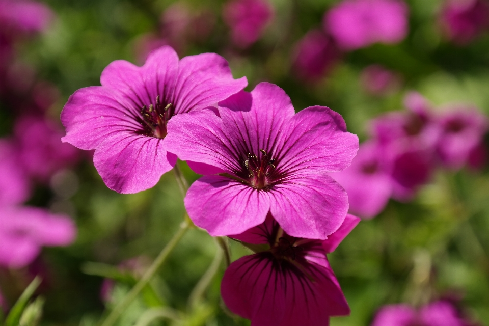 Blossom plant flower purple