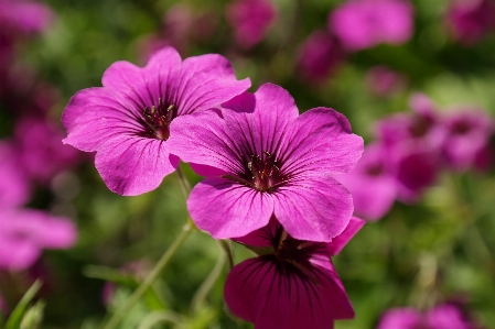 Blossom plant flower purple Photo