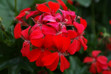 花 植物 花弁 咲く 写真