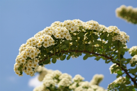 Tree nature branch blossom Photo