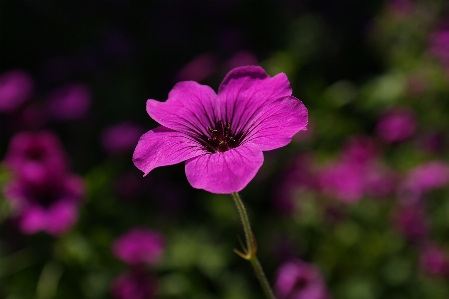 Blossom plant flower purple Photo