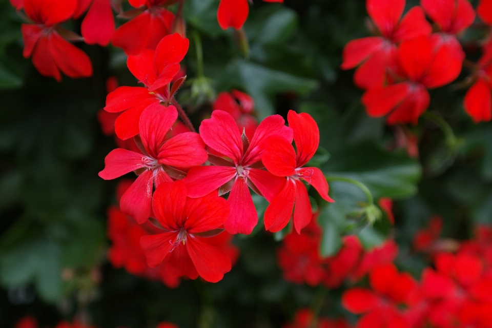 Blüte anlage blatt blume