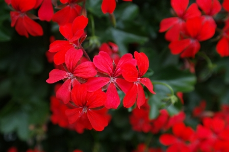 花 植物 葉 花弁 写真