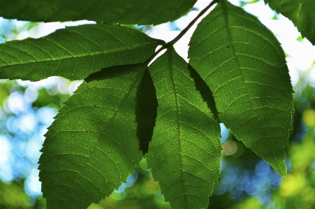 Tree nature branch plant Photo