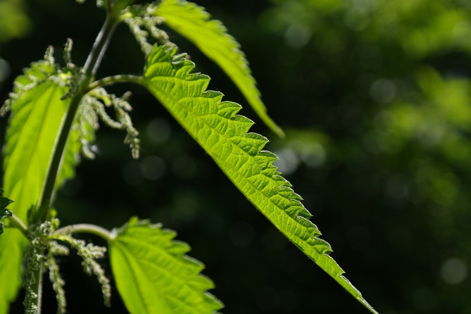 Albero ramo leggero pianta