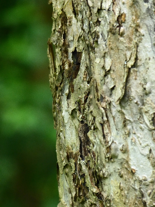 Arbre nature bifurquer usine