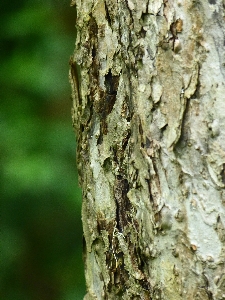 Photo Arbre nature bifurquer usine