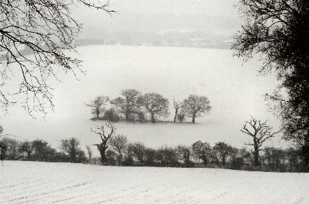 Tree snow cold winter Photo