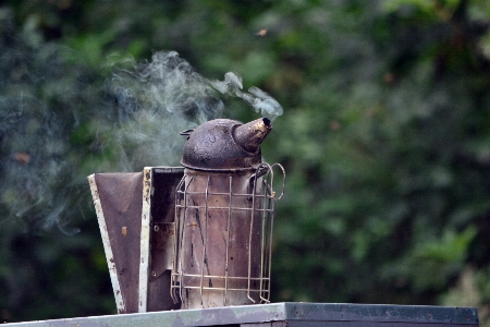 Foto Pássaro animais selvagens fauna incenso