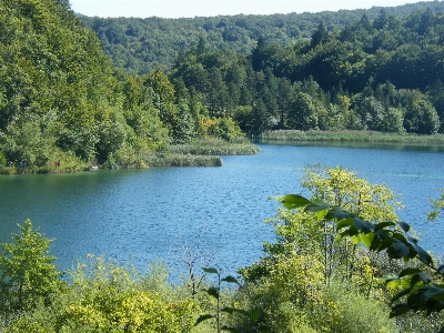 Foto Albero foresta natura selvaggia
 montagna