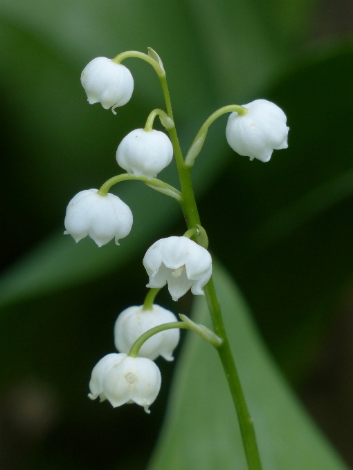 Natur blüte anlage weiss