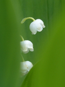 Nature blossom plant white Photo