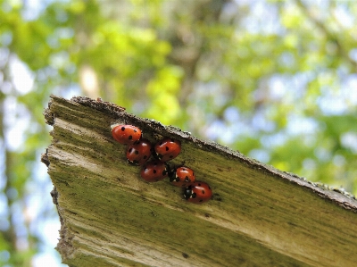 Baum natur zweig anlage Foto