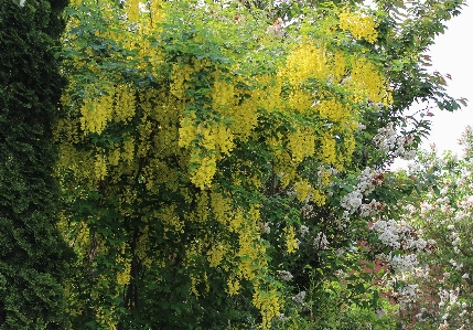 Tree forest branch plant Photo