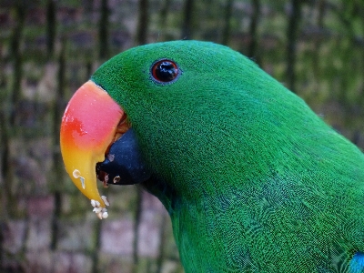 Bird wildlife pet green Photo