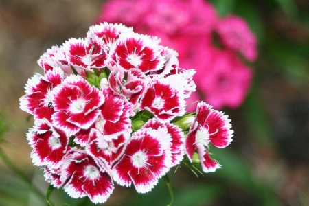 Blossom plant flower petal Photo