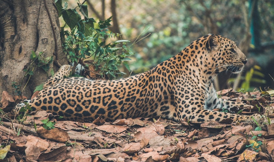 Fauna silvestre mamífero leopardo