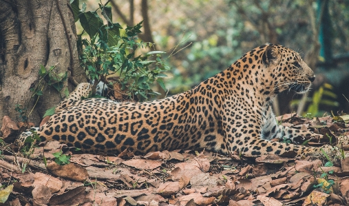 Foto Margasatwa mamalia fauna macan tutul