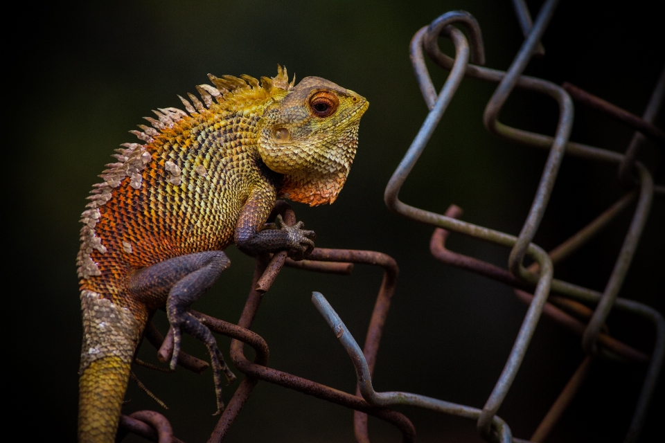 Sürüngen iguana fauna kertenkele