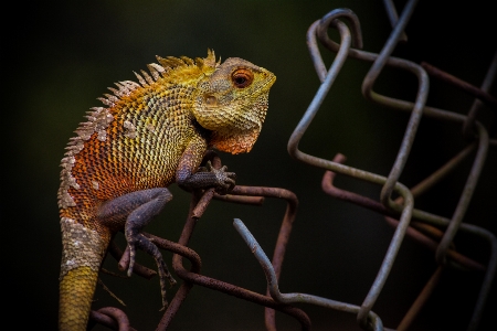 Photo Reptile iguane fauna lézard