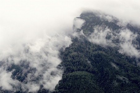 Tree nature forest mountain Photo