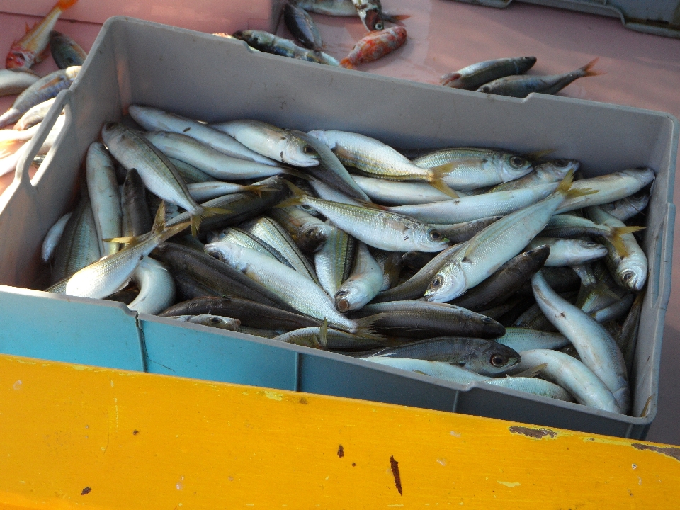 Alimento pesca mariscos puerto